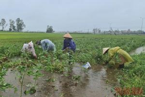 Hơn 20 nghìn ha lúa, hoa màu ở Quảng Nam bị ngập nước do mưa lớn