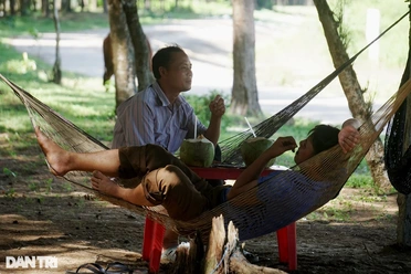 Mắc võng dưới tán rừng phi lao, kiếm nửa triệu đồng mỗi ngày